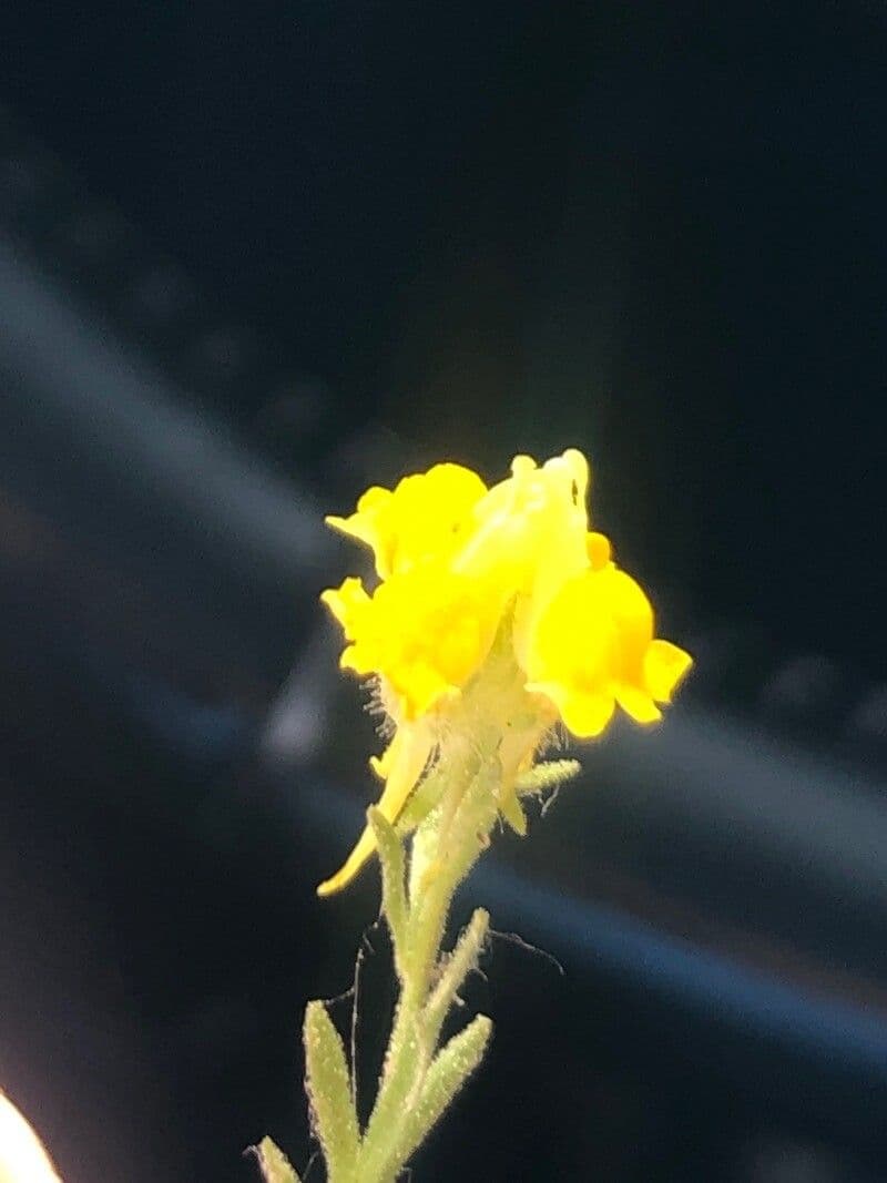 Linaria saxatilis