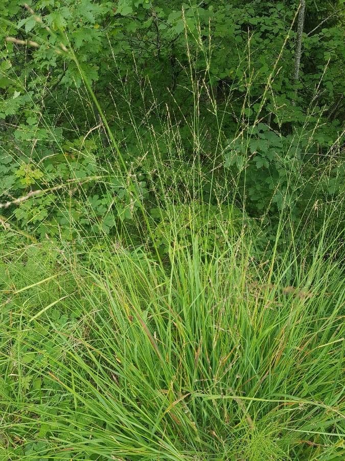 Molinia 8