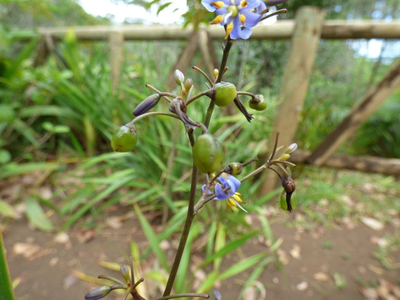 Dianella modrá 5