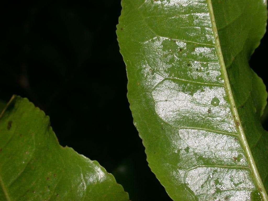 Affentopf 19