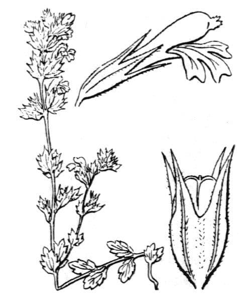 Euphraise pectinée 16