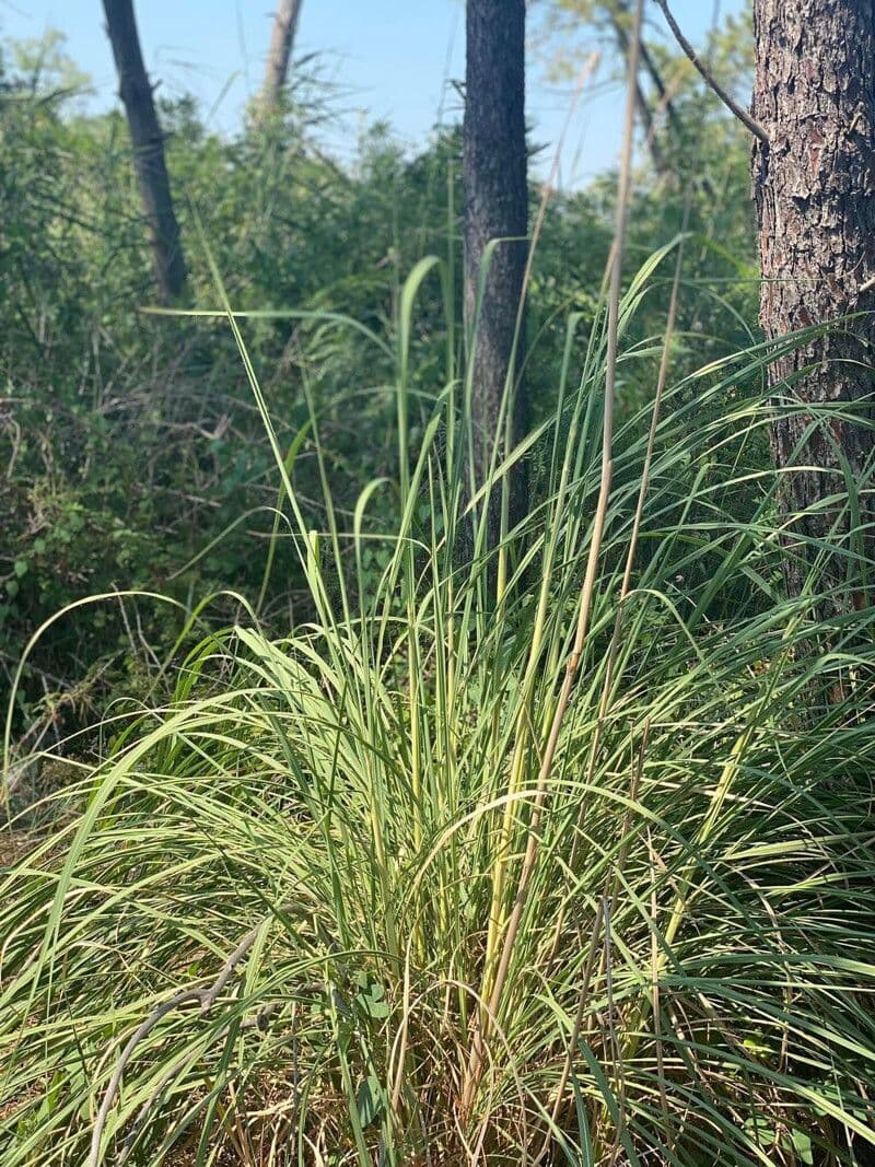 Saccharum 7