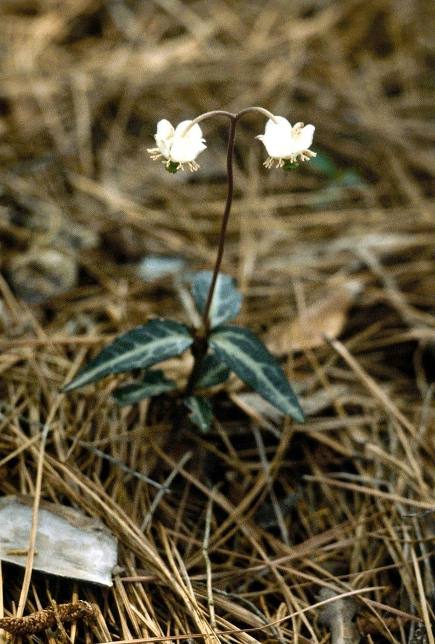 Chimaphila macchiata 14