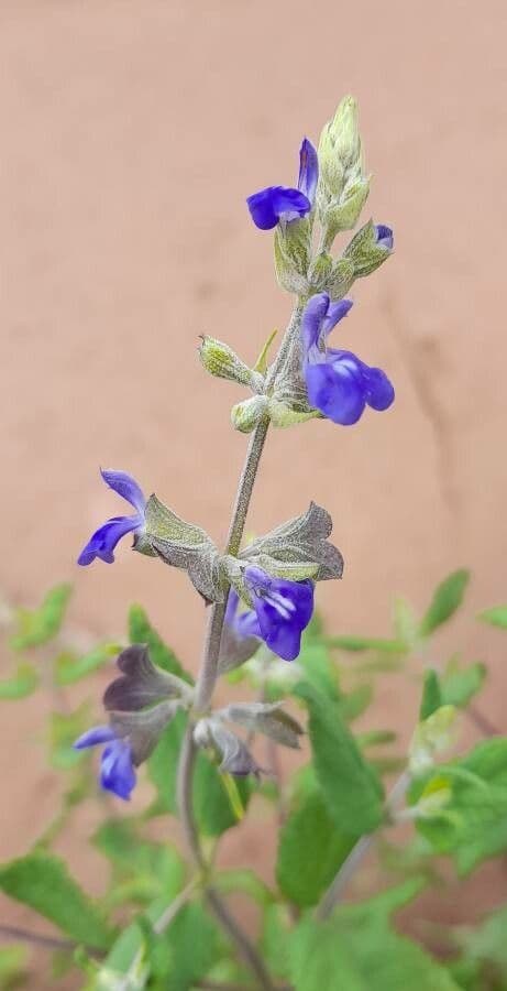 Salvia