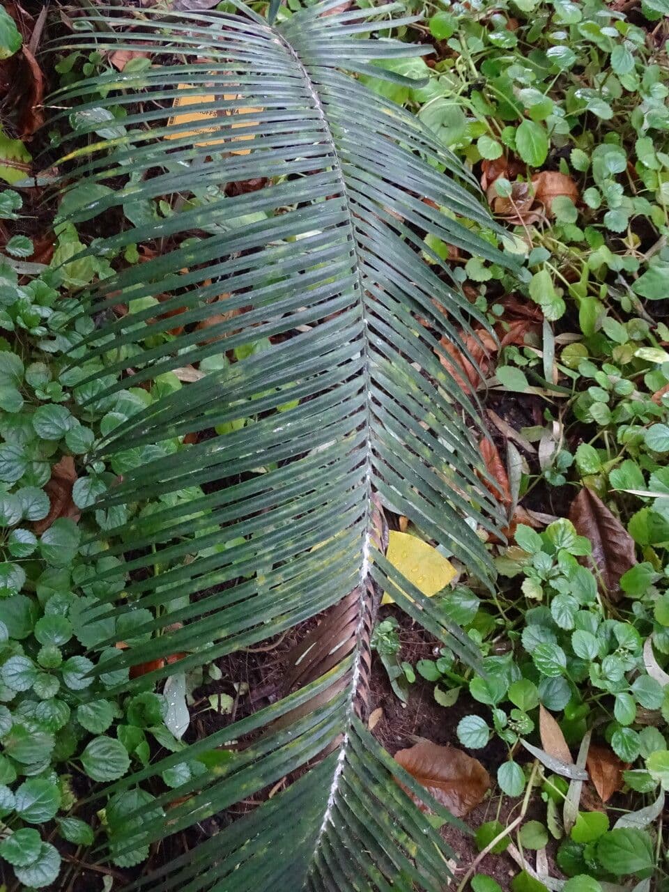 Lepidozamia 4