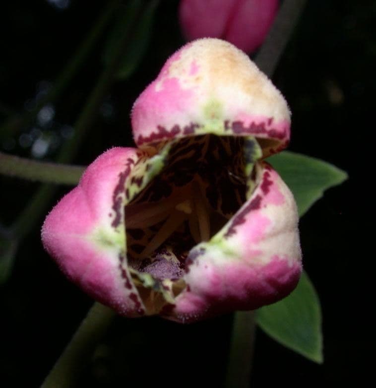 Bomarea 8