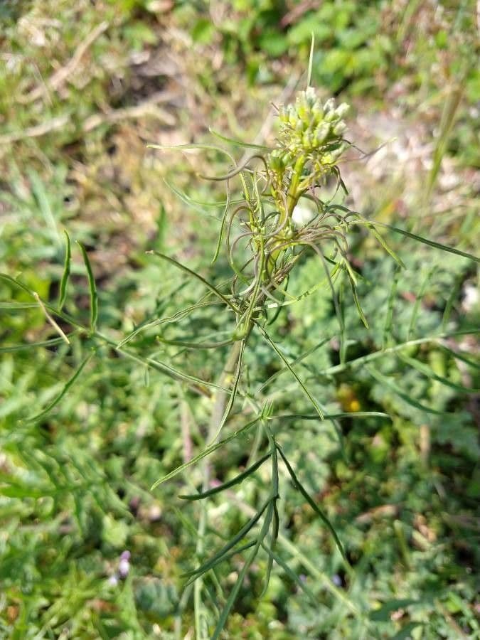 Erba cornacchia altissima 20
