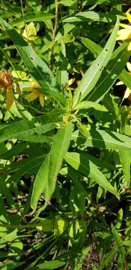 Prha srdcolistá 14