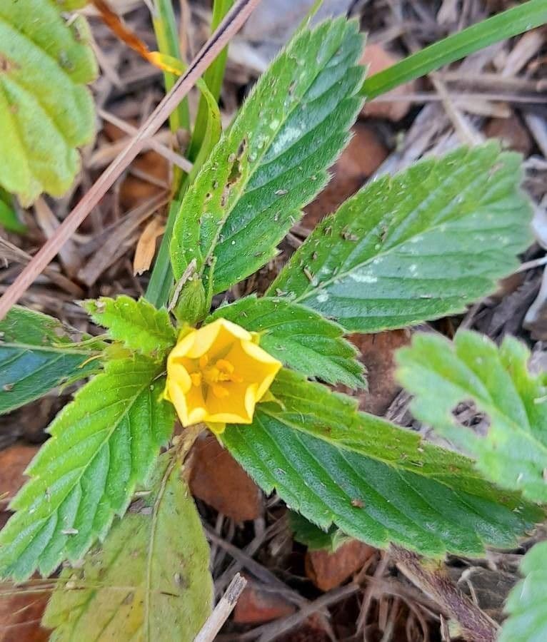 Turnera