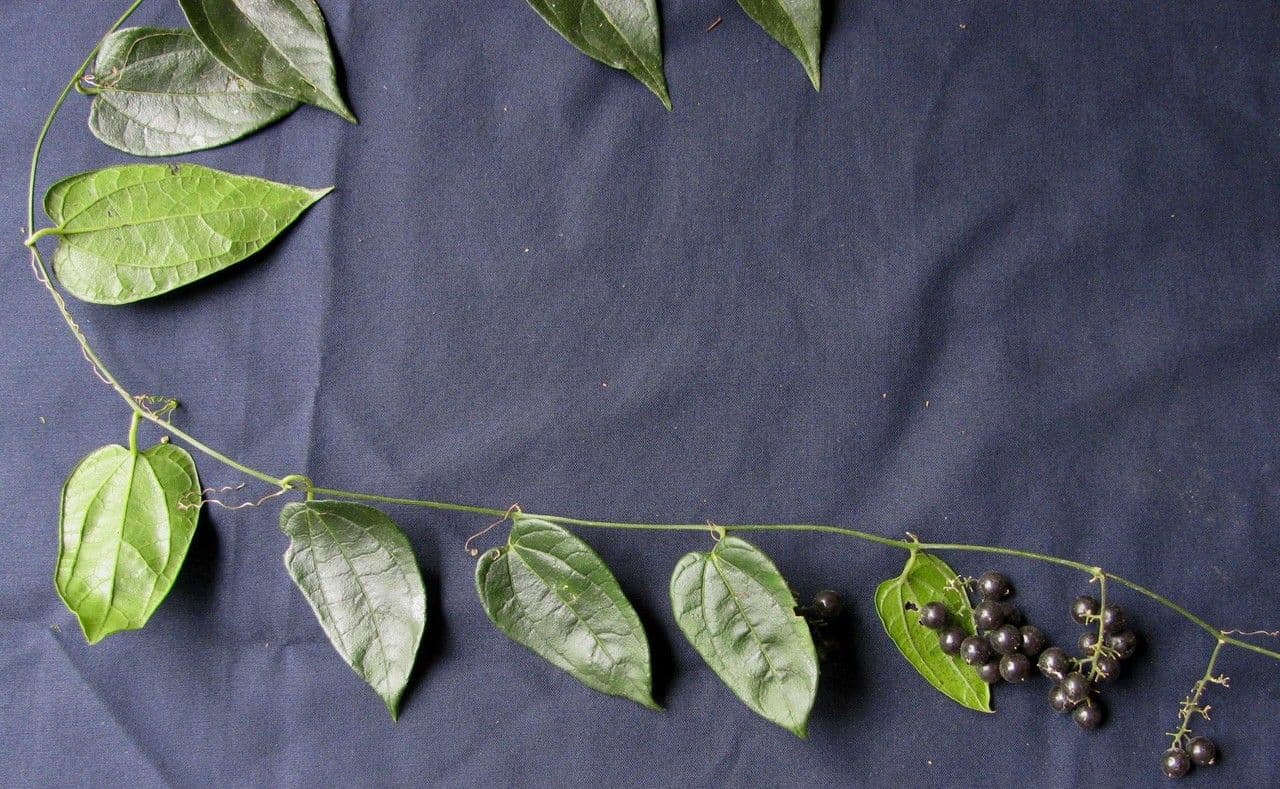 Sicydium 7