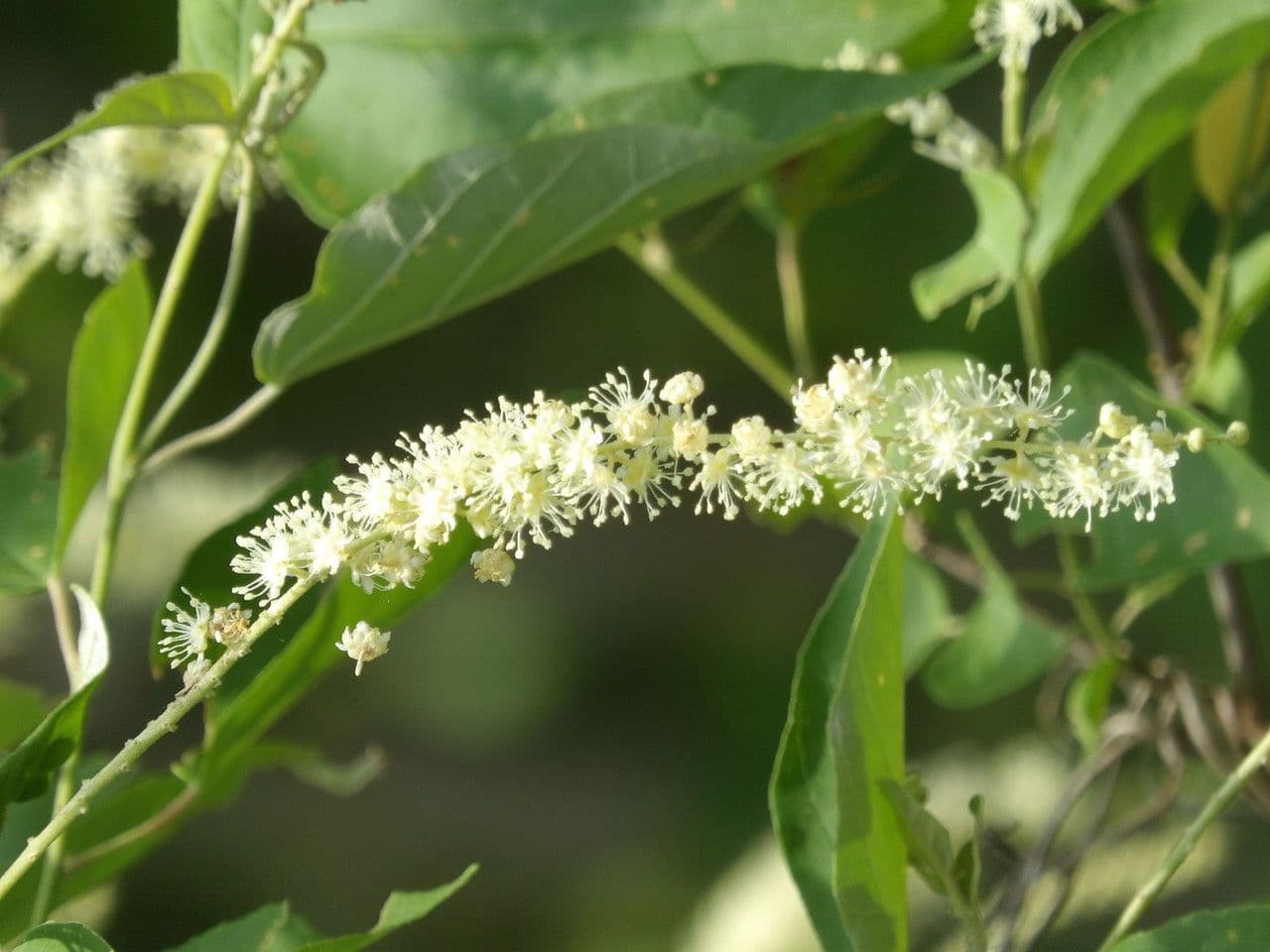 Croton di Sonora