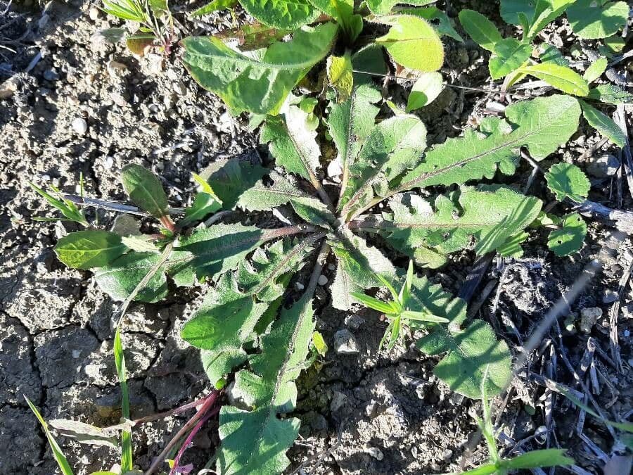 Radicchiella vescicosa 11