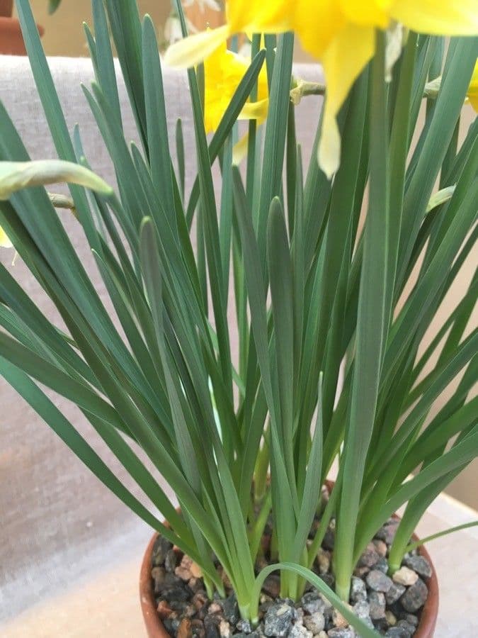Narciso 3