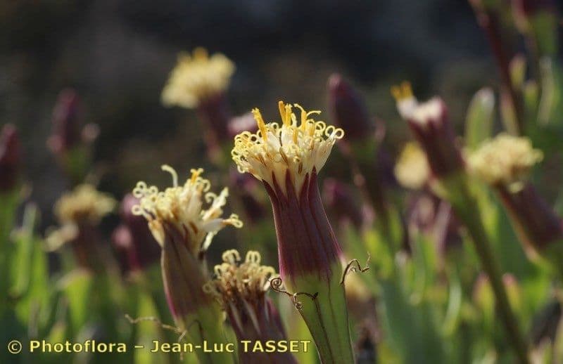 Kleinia anteuphorbium 7
