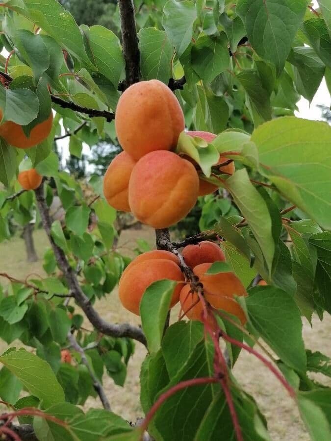 Albicocco 3