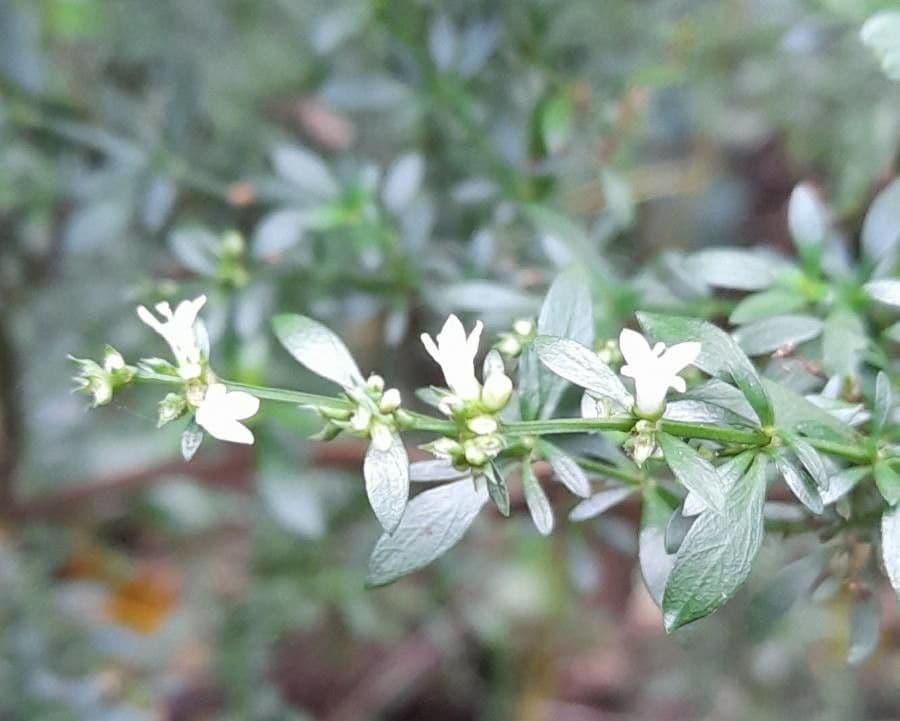Galianthe brasiliana