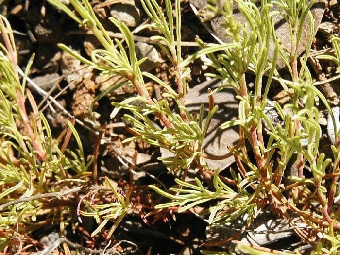 Fadenblättrige Bartblume 3