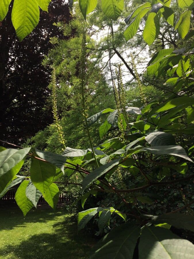 Clethra 13