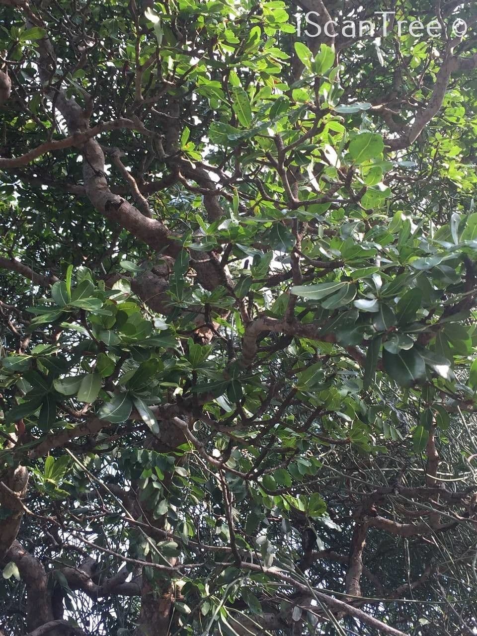 Manilkara 8