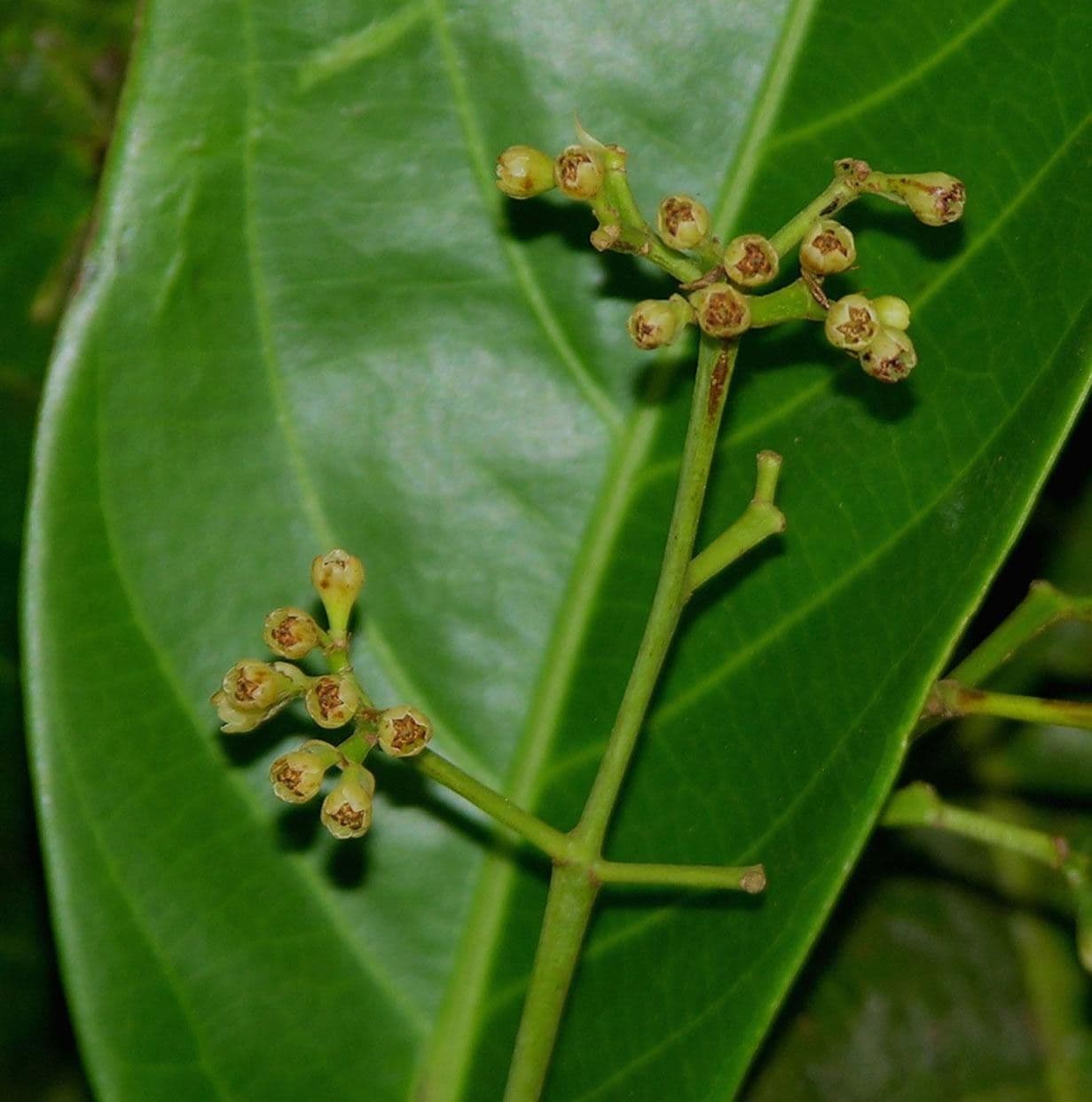 Ocotea pentagonale 5