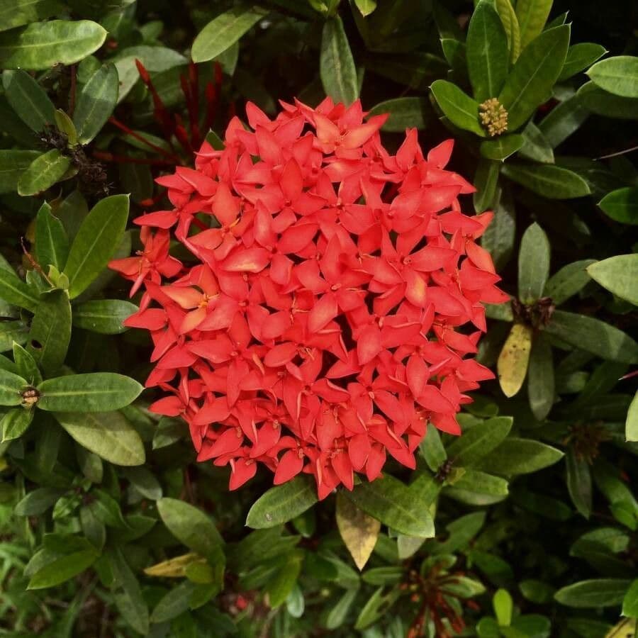 Ixora 6