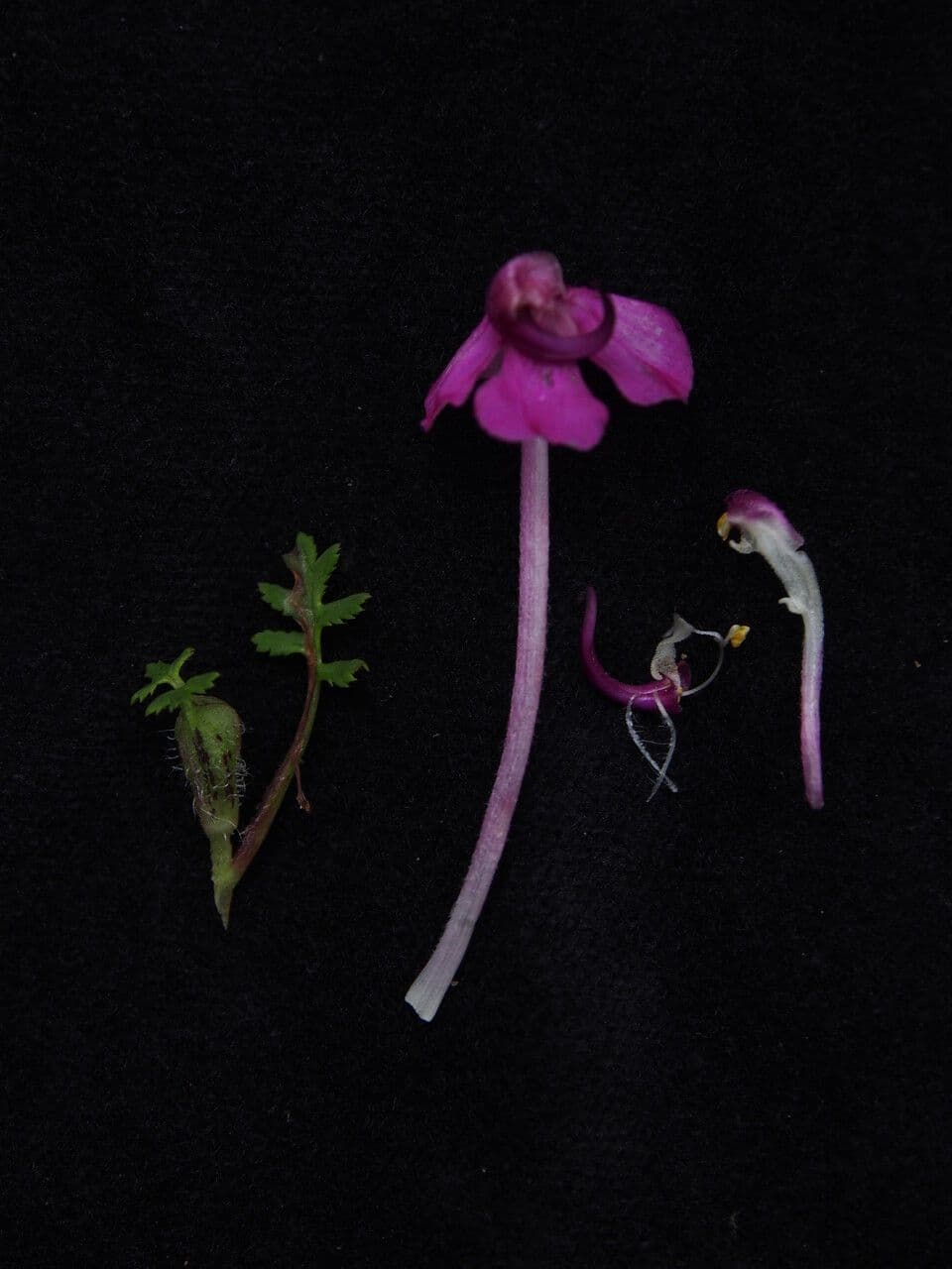 Pedicularis