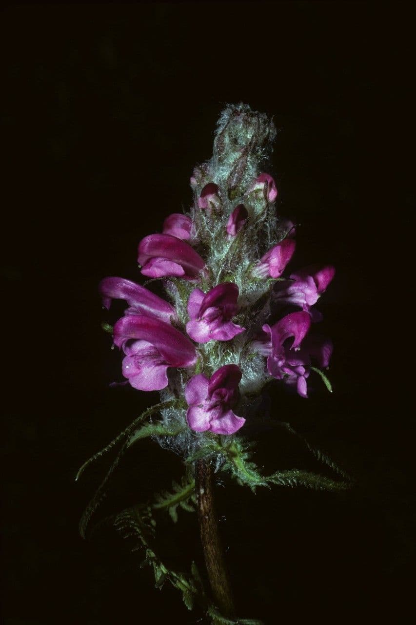 Pedicularis sudetica subsp. pacifica