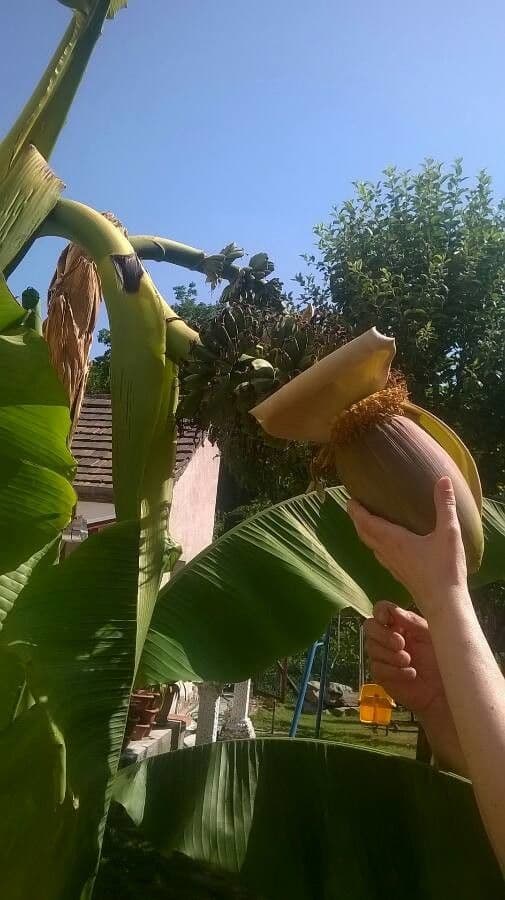 Banan japoński 7
