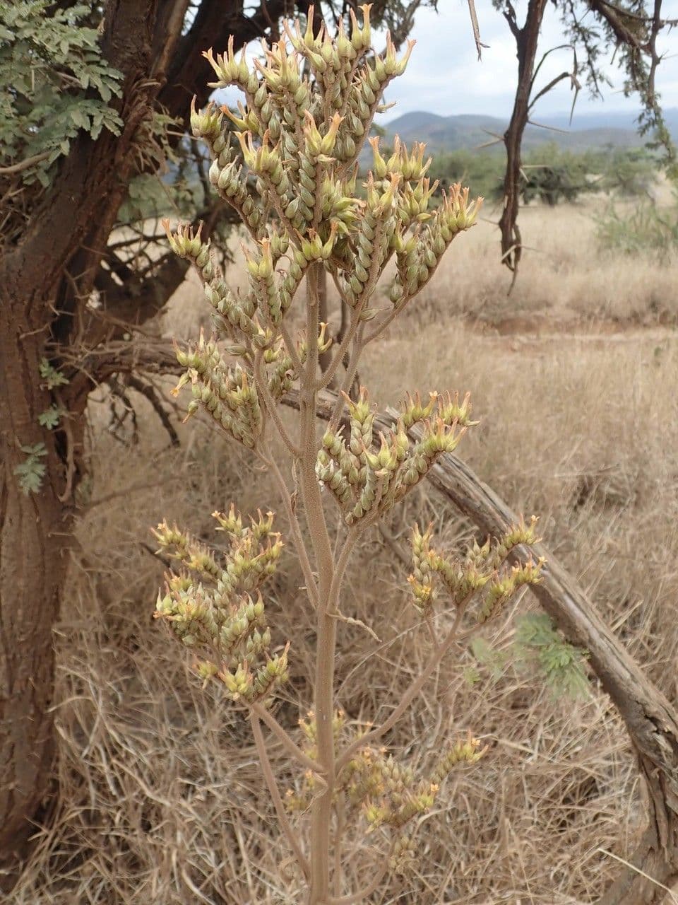 Kalanchoe 17