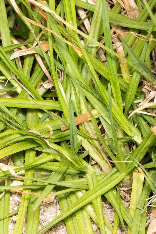 Kikuyu-Gras 10