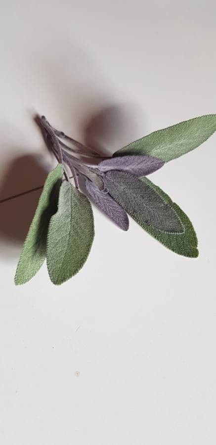 Šalvia lekárska 30