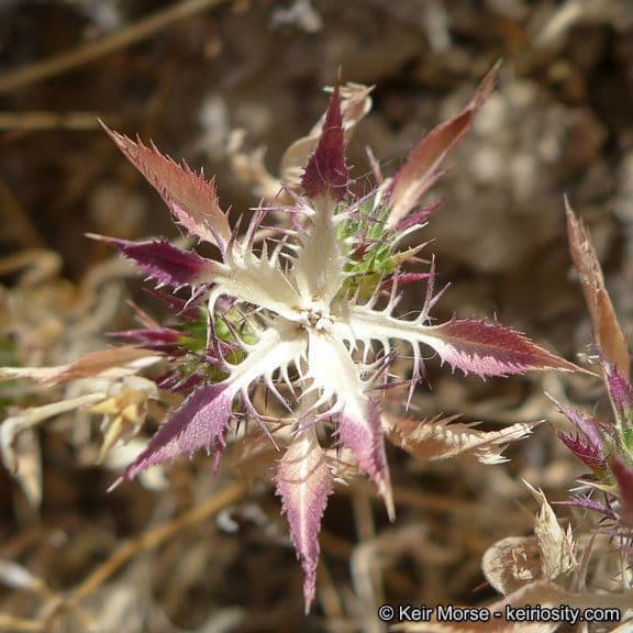 Navarretia