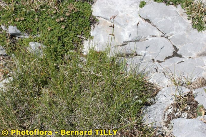 Carex mucronata 11
