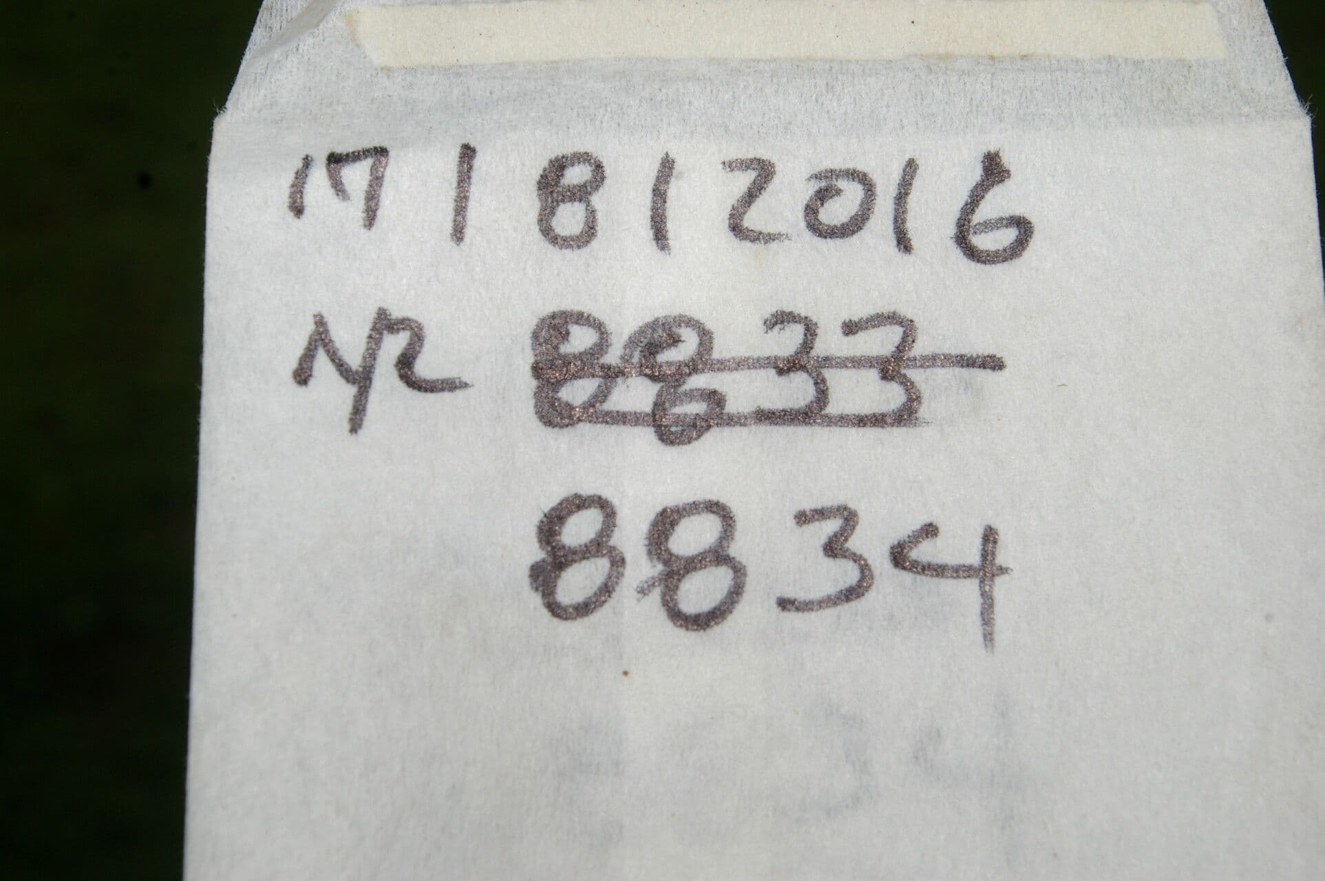 Perymenium 12