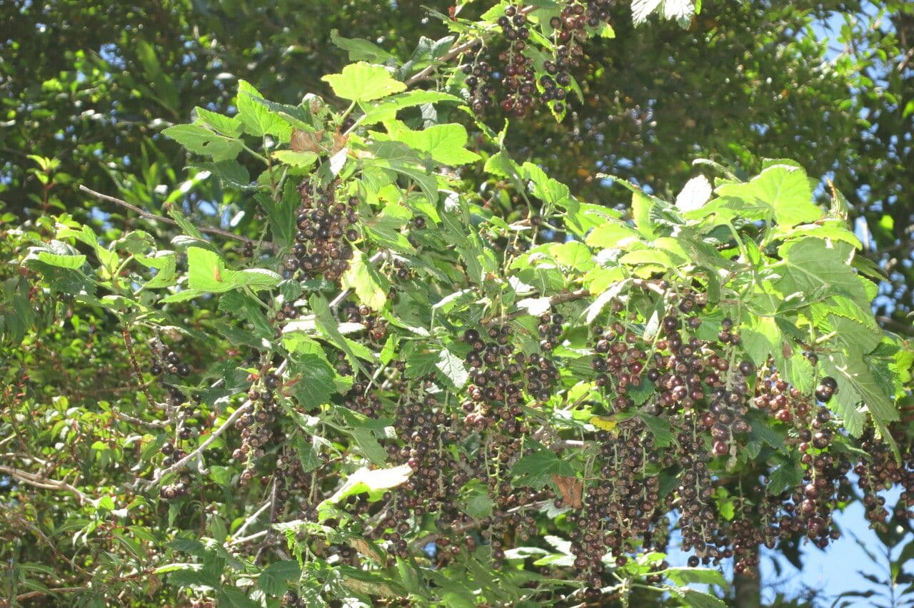 Ribes 17