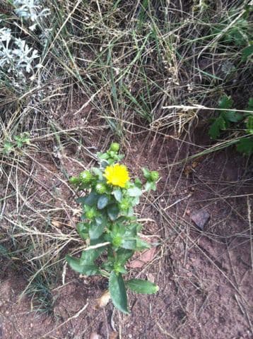Grindelia 4