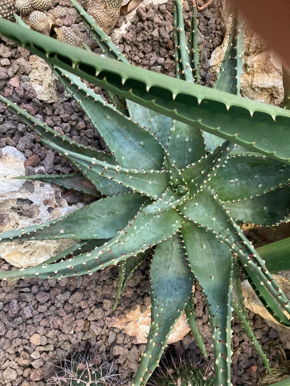 Aloe aculeata 5