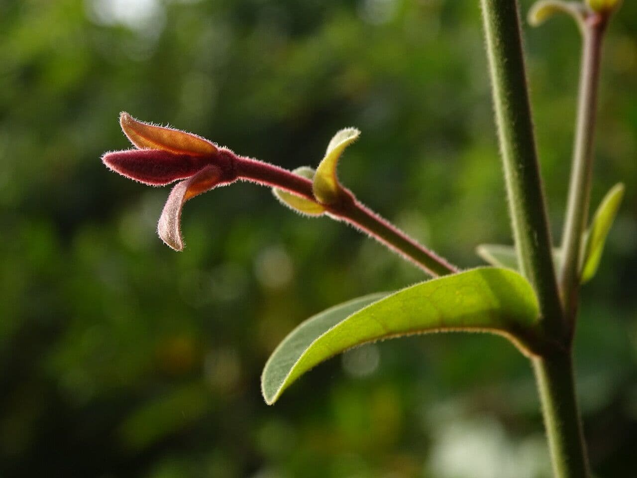 Combretum paniculatum 16