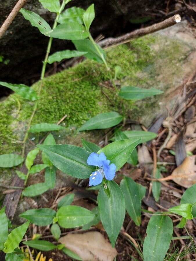 Erba antiscorbuto blu 5