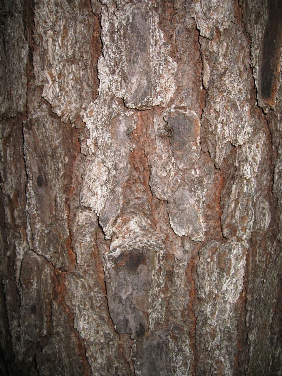 Sosna Scotta 23
