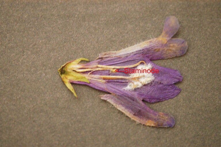 Penstemon Davidsona