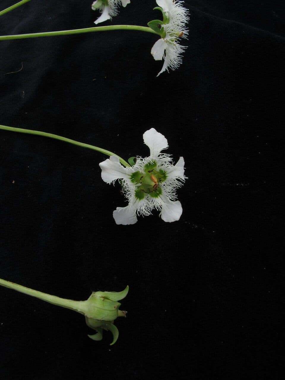 Parnassia 7