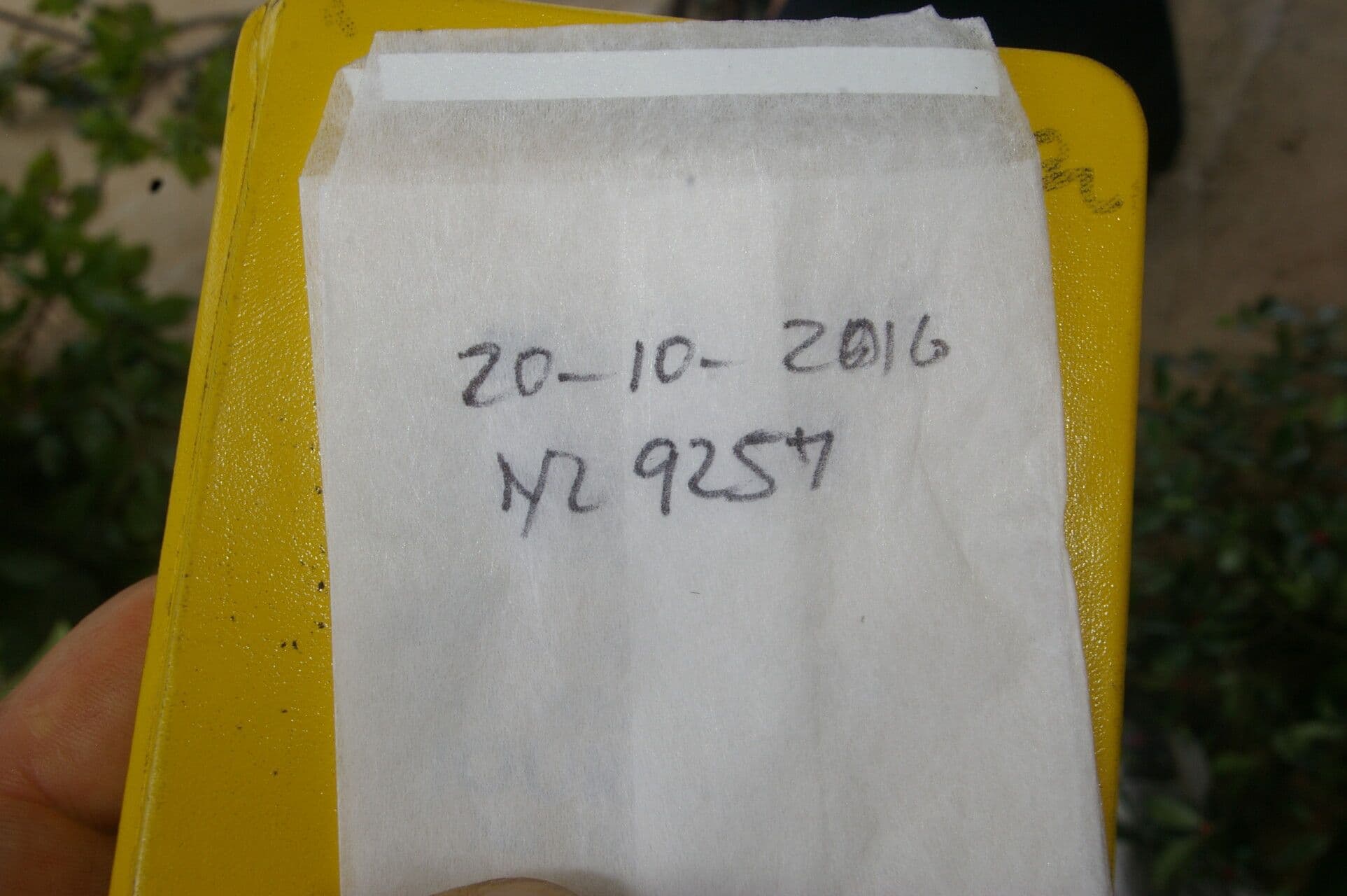 Psicotria del Chagres 17