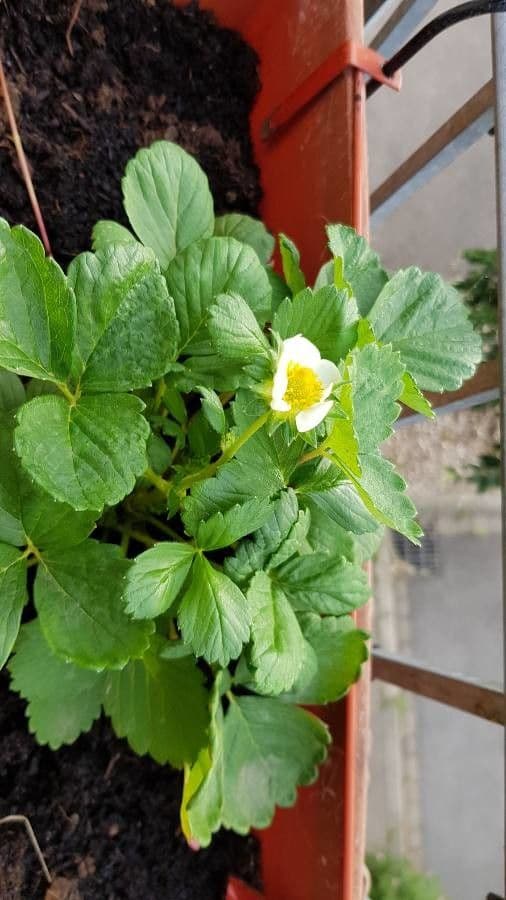 Virginische walderdbeere 8