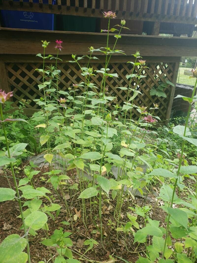 Monarda didyma 13