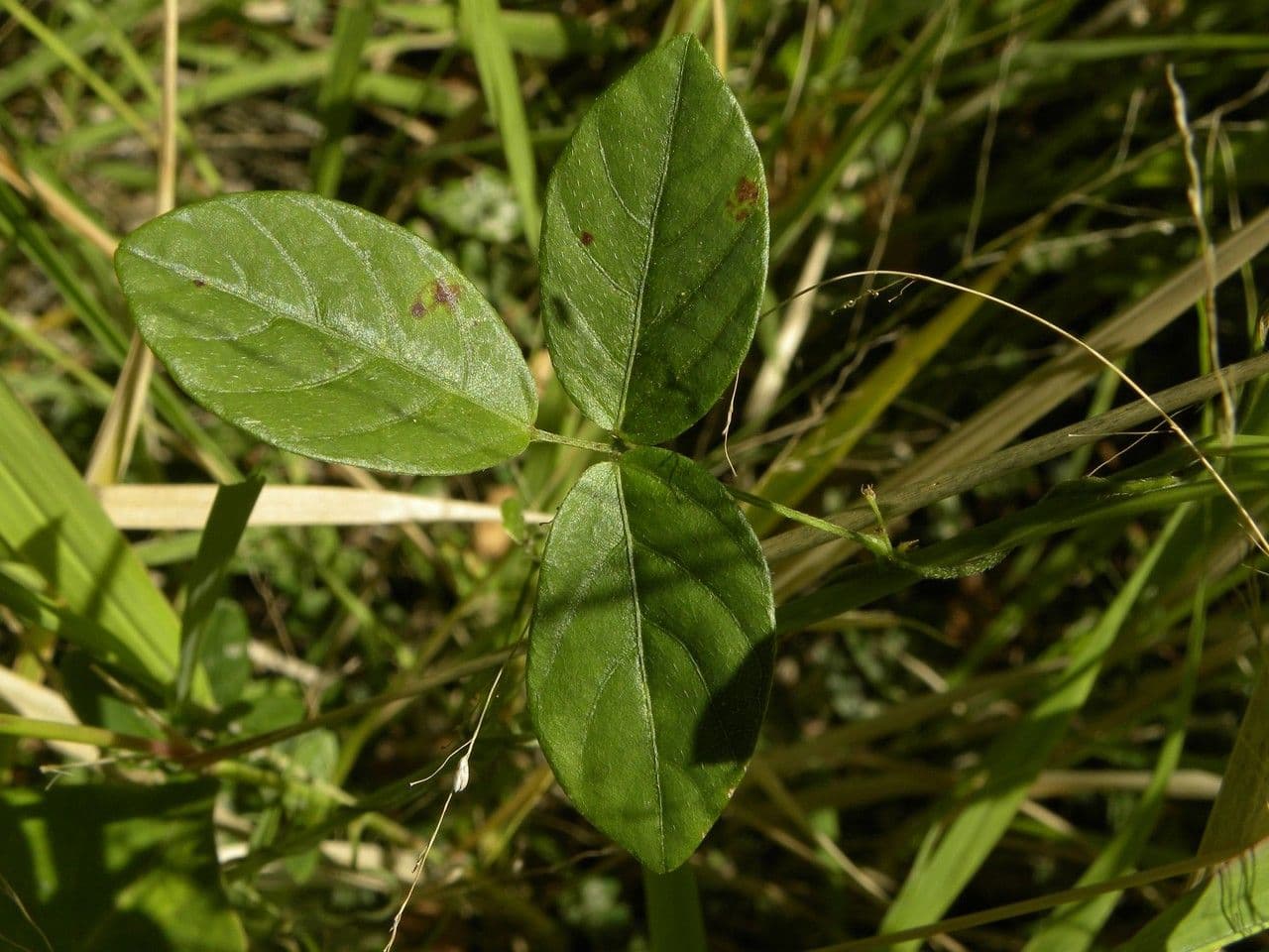 Galactia 2