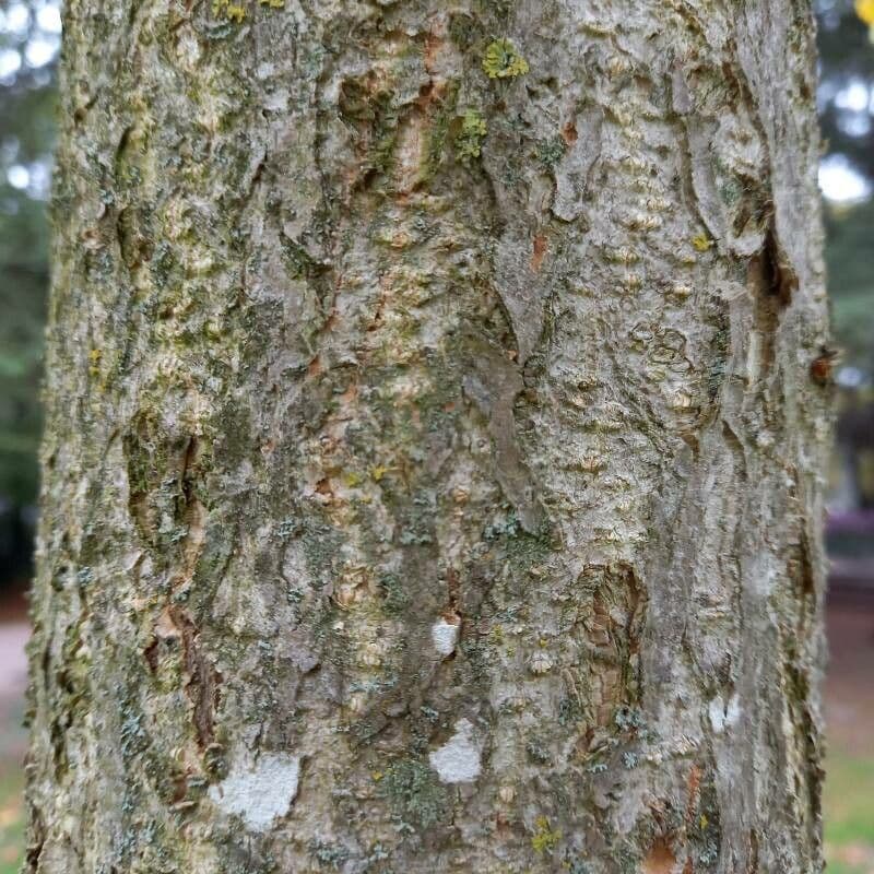 Ginkgo 24