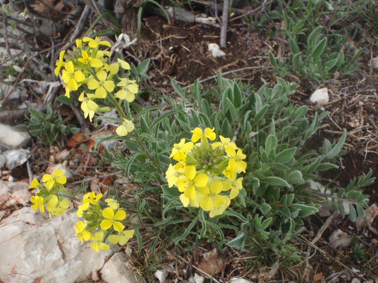 Erysimum 11