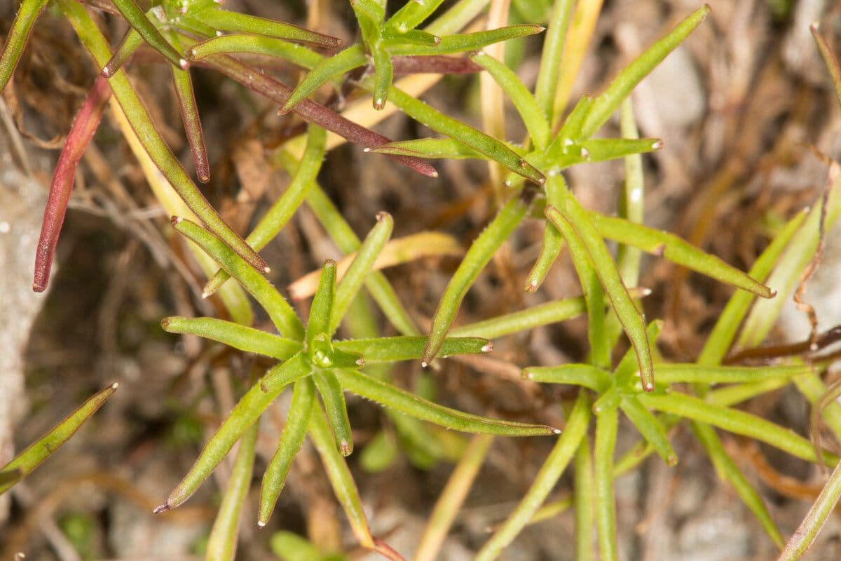 Campanula intaccata 9