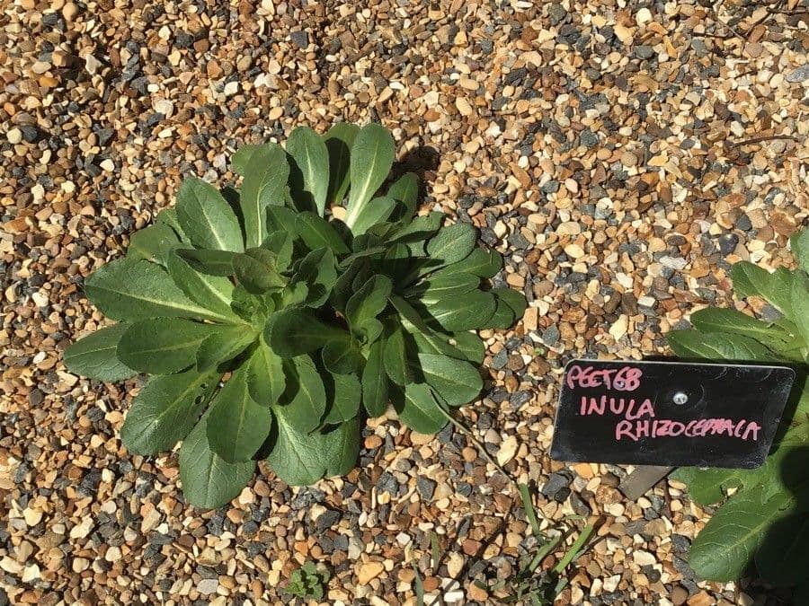 Inula 4